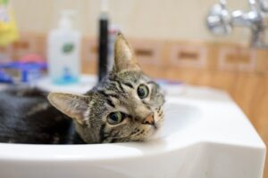 tabby-cat-lies-in-bathroom-sink-looking-at-viewer