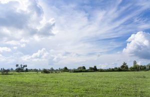 green-meadow-and-summer-sky
