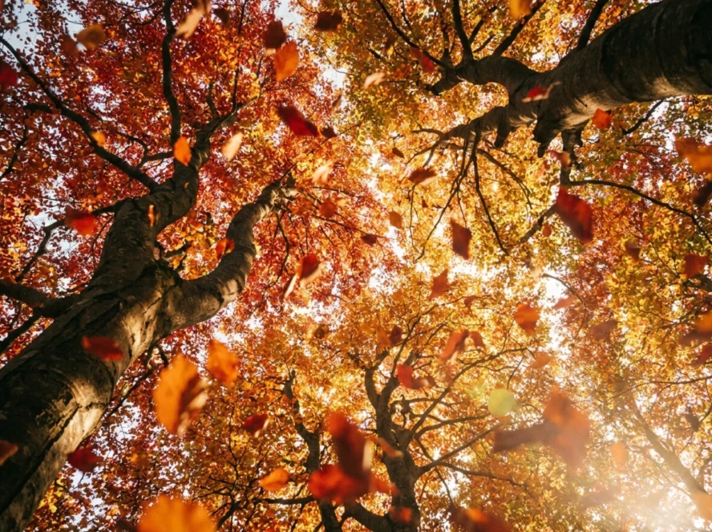 Fall leaves
